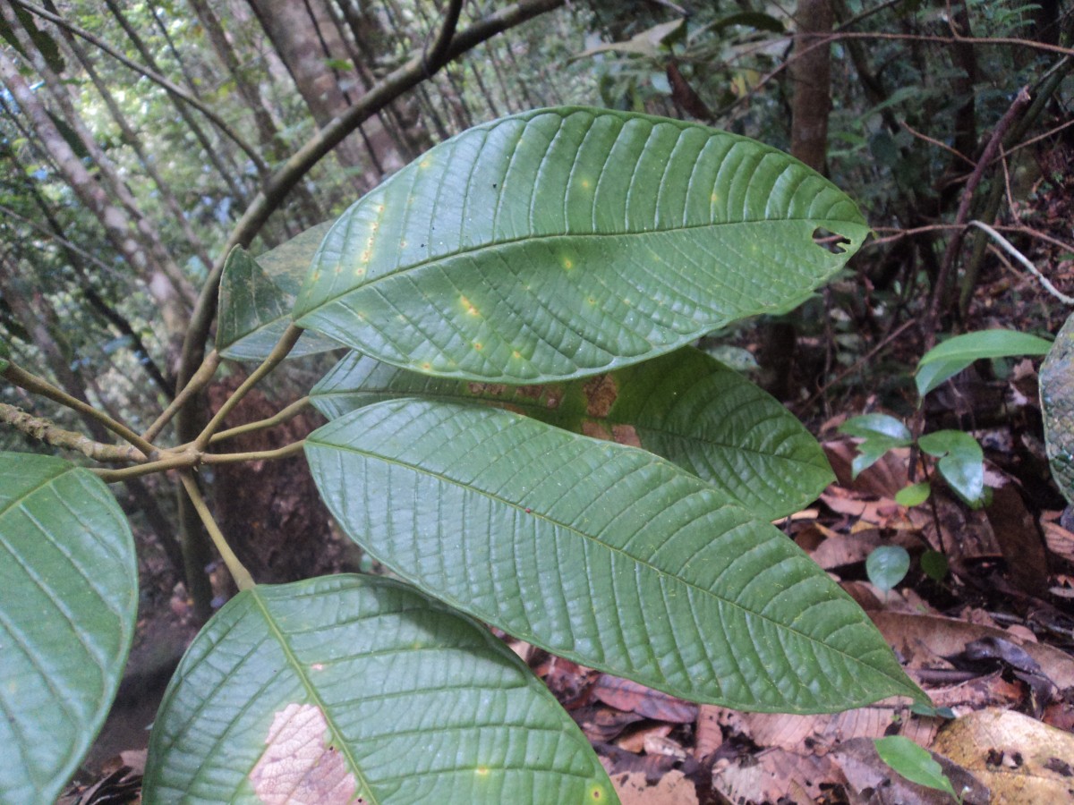 Stemonoporus bullatus Kosterm.